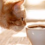 Cat coffee