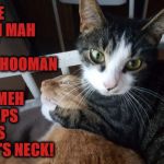 CAT NIP OR DEATH | GIVE MEH MAH CAT NIP HOOMAN; OR MEH SNAPS THIS CAT'S NECK! | image tagged in cat nip or death | made w/ Imgflip meme maker