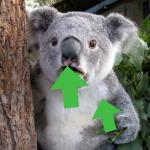 Upvote Koala