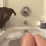 dog bathtub