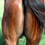 Horse's Butt