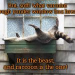 Romeo Ring-tail | But, soft! what varmint through yonder window box breaks? It is the beast, and raccoon is the one! | image tagged in funny raccoon,cute animals,shakespeare,romeo and juliet | made w/ Imgflip meme maker