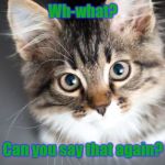 Wh-what? | Wh-what? Can you say that again? | image tagged in can you say that again,memes,cat | made w/ Imgflip meme maker