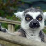fuck my life lemur