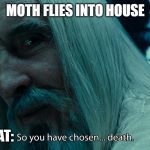 choose death | MOTH FLIES INTO HOUSE; MY CAT: | image tagged in choose death | made w/ Imgflip meme maker