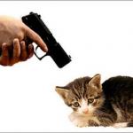 Or i will shoot this cat