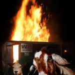 Dumpster Fire Goats