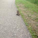 Baby racoon on the road