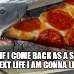 Pizza shark | EVEN IF I COME BACK AS A SHARK IN THE NEXT LIFE I AM GONNA LIKE PIZZA | image tagged in pizza shark | made w/ Imgflip meme maker