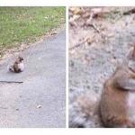 fat happy squirrel