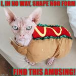 WIENER CAT | I, IN NO WAY, SHAPE NOR FORM; FIND THIS AMUSING! | image tagged in wiener cat | made w/ Imgflip meme maker