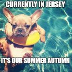 Jersey Summer | CURRENTLY IN JERSEY; IT'S OUR SUMMER AUTUMN | image tagged in summer is here dog pug,nj,new jersey memory page,lisa payne,u r home realtyy | made w/ Imgflip meme maker