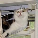 cat in blinds