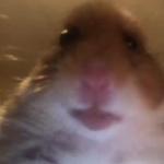 Staring Hamster meme