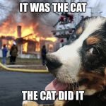 Disaster Dog | IT WAS THE CAT; THE CAT DID IT | image tagged in disaster dog | made w/ Imgflip meme maker
