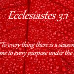 Red Leaf | Ecclesiastes 3:1; "To every thing there is a season, and a time to every purpose under the heaven:" | image tagged in red leaf | made w/ Imgflip meme maker