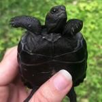 Black turtle