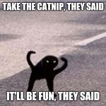Cursed Cat | TAKE THE CATNIP, THEY SAID; IT'LL BE FUN, THEY SAID | image tagged in cursed cat | made w/ Imgflip meme maker