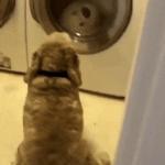 Dog watches stuffed bear in dryer