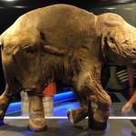 Lyuba the baby mammoth