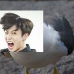 angry seagull | image tagged in angry seagull | made w/ Imgflip meme maker