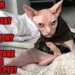 NO HUMAN | NO HUMAN I WILL NOT I REPEAT; I WILL NOT MOVE MY TAIL SO YOU CAN TAKE A PICTURE OF MY PEE PEE! | image tagged in no human | made w/ Imgflip meme maker