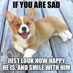 Happy corgi (laying) | IF YOU ARE SAD; JUST LOOK HOW HAPPY HE IS, AND SMILE WITH HIM | image tagged in happy corgi laying | made w/ Imgflip meme maker