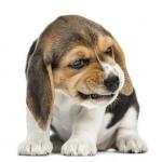 Cute beagle pup