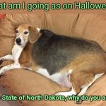 Big broad dog | What am I going as on Halloween? the State of North Dakota, why do you ask? | image tagged in big broad dog,funny animals | made w/ Imgflip meme maker