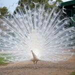 Albino Peacock