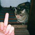 Crying cat gets flipped off meme