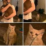 jealous cat