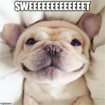 Smiling puppy | SWEEEEEEEEEEEEET | image tagged in smiling puppy | made w/ Imgflip meme maker