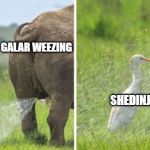 Galarian Weezing vs. Shedinja | GALAR WEEZING; SHEDINJA; SHEDINJA | image tagged in piss duck,pokemon,pokemon sword and shield | made w/ Imgflip meme maker