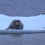 Polar Bear Ambush