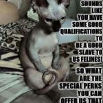 SLAVE INTERVIEW | SO WHAT ARE THE SPECIAL PERKS YOU CAN OFFER US THAT OTHER HUMAN-SLAVES CAN'T? SOUNDS LIKE YOU HAVE SOME GOOD QUALIFICATIONS TO BE A GOOD SLAVE TO US FELINES! | image tagged in slave interview | made w/ Imgflip meme maker