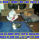 SCREW YOU DOG | NO WE WON'T MOVE! WE LIKE THESE BEDS! YEAH GO AWAY DOG! YOU'RE BREATHING TOO MUCH OF OUR AIR & GET OUT OF OUR BED! | image tagged in screw you dog | made w/ Imgflip meme maker