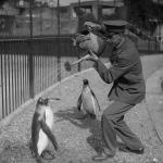 A zookeeper pours water on a penguin on a hot day