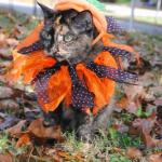 Autumn cat