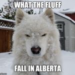 What the Fluff | WHAT THE FLUFF; FALL IN ALBERTA | image tagged in what the fluff | made w/ Imgflip meme maker