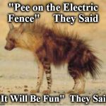 hyena | "Pee on the Electric Fence"     They Said; "It Will Be Fun"  They Said | image tagged in hyena | made w/ Imgflip meme maker
