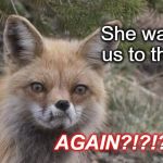 Frustrated Fox | She wants us to think; AGAIN?!?!?!!? | image tagged in frustrated fox | made w/ Imgflip meme maker