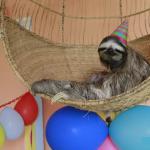 Sloth Hammock Birthday