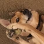 dog holding ball | WHAT IS THAT! ANTHER BALL | image tagged in dog holding ball | made w/ Imgflip meme maker