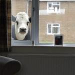 Can I come in cow meme