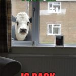 Can I come in cow | YOUR EX; IS BACK | image tagged in can i come in cow | made w/ Imgflip meme maker