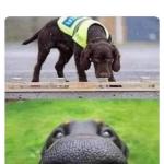 THIS DOG CAN SMELL YOU meme