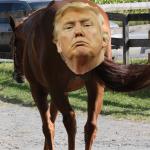 Donald Trump, the Horse's Ass meme