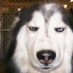 Disapproving Husky