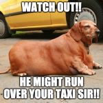 fat dachshund | WATCH OUT!! HE MIGHT RUN OVER YOUR TAXI SIR!! | image tagged in fat dachshund | made w/ Imgflip meme maker